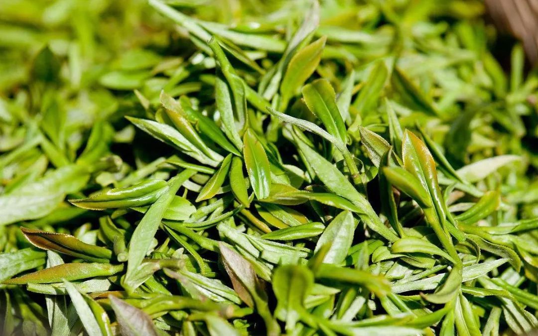 飲茶札記丨龍井茶 茶葉
